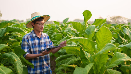 Cropped view of Asian farmer working in tobacco field checking quality of tobacco leaves, counting age before harvest and inspect the quality in the farm, Agriculture concept.