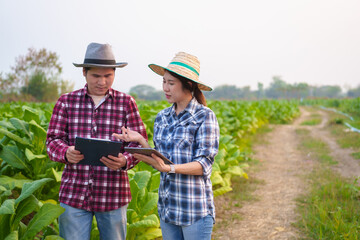 Fototapeta premium Cropped view of Asian farmer working in tobacco field checking quality of tobacco leaves, counting age before harvest and inspect the quality in the farm, Agriculture concept.
