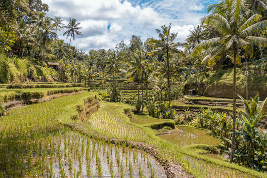 Bonitas terrazas de arroz, en Tegalalang, Bali , Indonesia