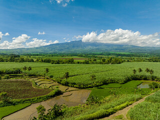 Cultivation of sugar cane in the highlands. Negros, Philippines