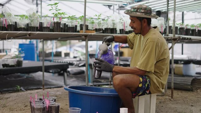 Indoor gardener showing an early staged clone to a camera after watering