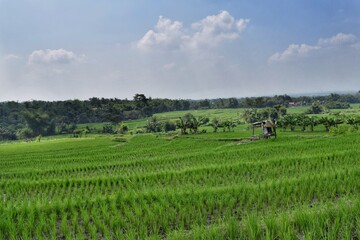 Fototapeta na wymiar Rice fields in Indonesia 