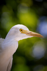 Beak closeup of cattle egret (Bubulcus ibis)