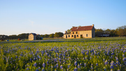 Old Farmhouse in a field of bluebonnets
