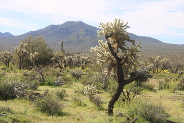 tree in the desert
