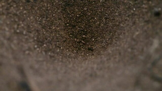 Antlion (Myrmeleontidae) catching an ant