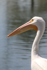 great white pelican