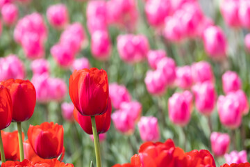 色とりどりのチューリップのお花畑　春の花の背景素材