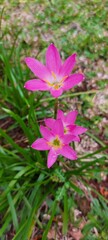Zephyranthes (Fairy lily or rainflower or zephyr lily) with dried leaves on background. Parts of Zephyranthes, such as bulbs and leaves, are used in traditional medicine.