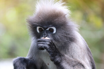 Portrait of a shaggy cute pensive adult male dusky leaf monkey (Trachypithecus obscurus).