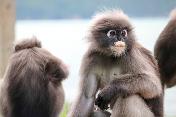Goggle dusky leaf monkey (Trachypithecus obscurus) closeup. Funny Spectacled Langur.