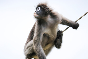 Surprised cute young dusky leaf monkey (Trachypithecus obscurus) sits on a wire.
