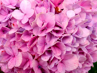 Flores rosadas, plano cercano, hermosas inspiran tranquilidad