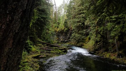 Aerial shot of the lush forest and moss covered rocks along the McKenzie River in Oregon. - Powered by Adobe