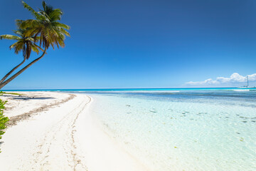 Tropical beach in caribbean sea, idyllic Saona island, Dominican Republic