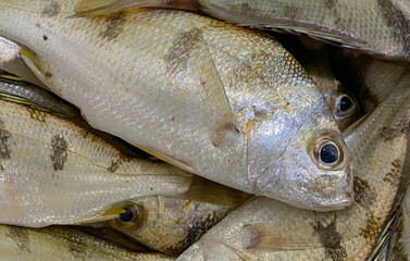 Fresh Yellow-stripe scad or Thinscaled trevally with shell at  seafood market for sale ,Fresh Yellow-stripe scad or Thinscaled trevally are at  seafood market,Yellow-stripe scad or Thinscaled trevally