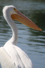 Fototapeta na wymiar white pelican