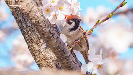 Portrait of Japanese sparrow standing on branch of white cherry blossom sakura tree in spring on...