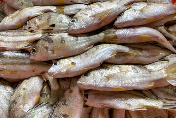 Close-up Fresh king mackerel fish with shell at local seafood market for sale,king mackerel fish are available in supermarkets is a popular seafood with a delicious taste,king mackerel fish background