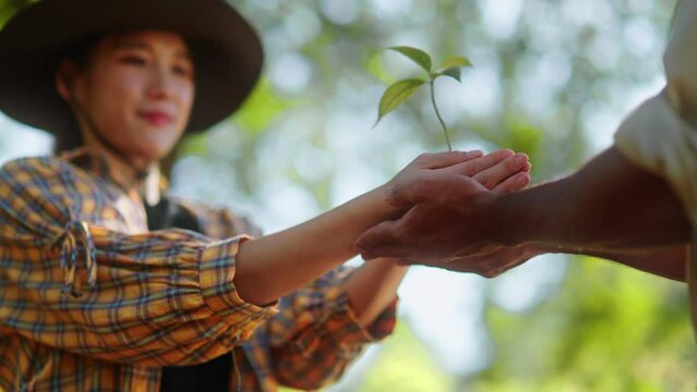 environment Earth Day In the hands of trees growing seedlings.couple hand holding tree on nature field grass Forest conservation.sustainable,Eco,earth day,green energy,love of nature and care concept 