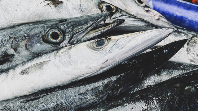 Close-up Fresh king mackerel fish with shell at local seafood market for sale,king mackerel fish are available in supermarkets is a popular seafood with a delicious taste,king mackerel fish background