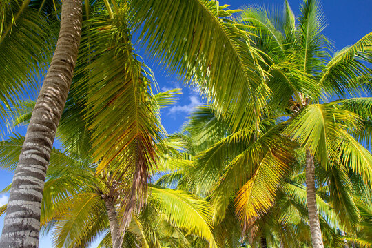 Palm trees on the Dominican beach