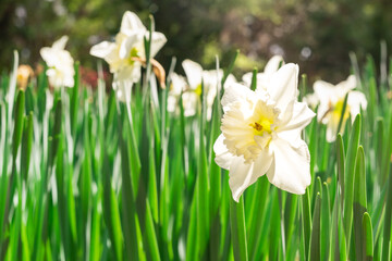 Close up of blooming Daffodil colored yellow and pale white in spring botanical Gardens Maclay Tallahassee Flortida