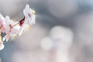 白い梅の花　春の背景素材