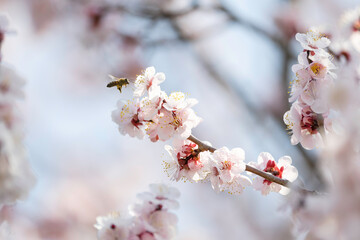 白い梅の花　春の背景素材
