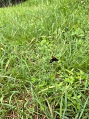 Amata huebneri or Moth on green leaf on a sunny day.