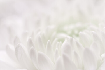 Abstract floral background, white chrysanthemum flower petals. Soft focus