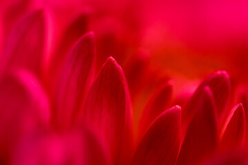 Abstract floral background, red chrysanthemum flower petals. Soft focus