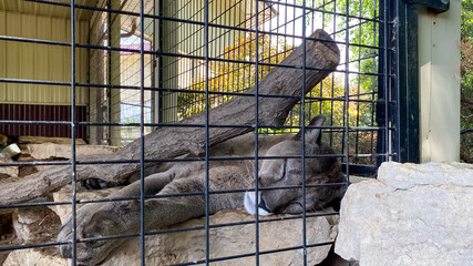 mountain lion in cage