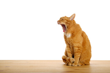Ginger cat sitting on wooden table crying or yawning isolated on white background. Pets at home. Copy space. © Maria