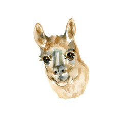 Watercolor card with llama. Hand painted beautiful illustration with animal isolated on white background. For design, print, fabric or background