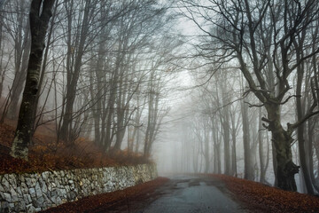 Spooky Road into Forest at autumn in Balkan Mountains, Bulgaria