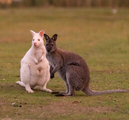 Albino white Wallabies seen here mixing with a grey wallaby often spotted on Bruny island,...