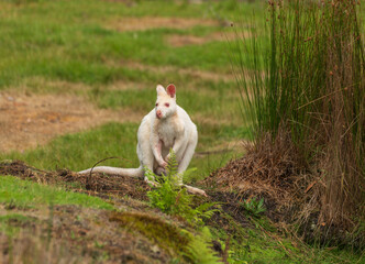  White albino Wallaby at a dam drinking water, in Bruny Island, Tasmania, Australia. © alec