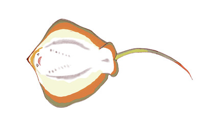 エイ © 学 山下