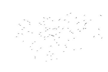 Flocks of flying birds isolated on white background. Save with clipping path. 
