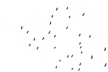 Flocks of flying birds isolated on white background. Save with clipping path. 
