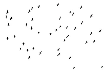 Flocks of flying birds isolated on white background. Save with clipping path. 
