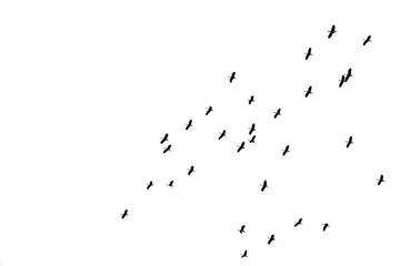 Flocks of flying birds isolated on white background. Save with clipping path. 
