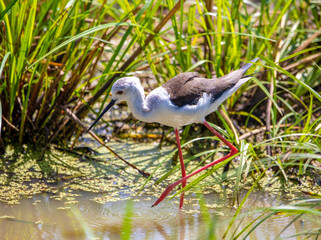 Black-winged Stilt