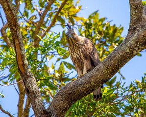 Fototapeta na wymiar Crested hawk-eagle