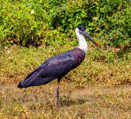 Wooly-necked stork