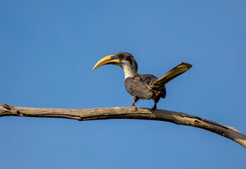 Endemic Sri Lankan grey hornbill