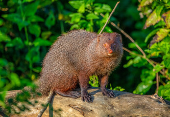 Mongoose