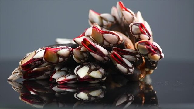 Barnacles, goose neck barnacle, percebes, gallician barnacles. Pollicipes pollicipes. Expensive delicatessen, gourmet sea food rotating on gray background. Slow motion