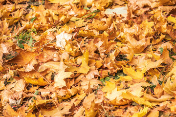 Red and orange autumn leaves background. Outdoor. Colorful backround image of fallen autumn leaves perfect for seasonal use.